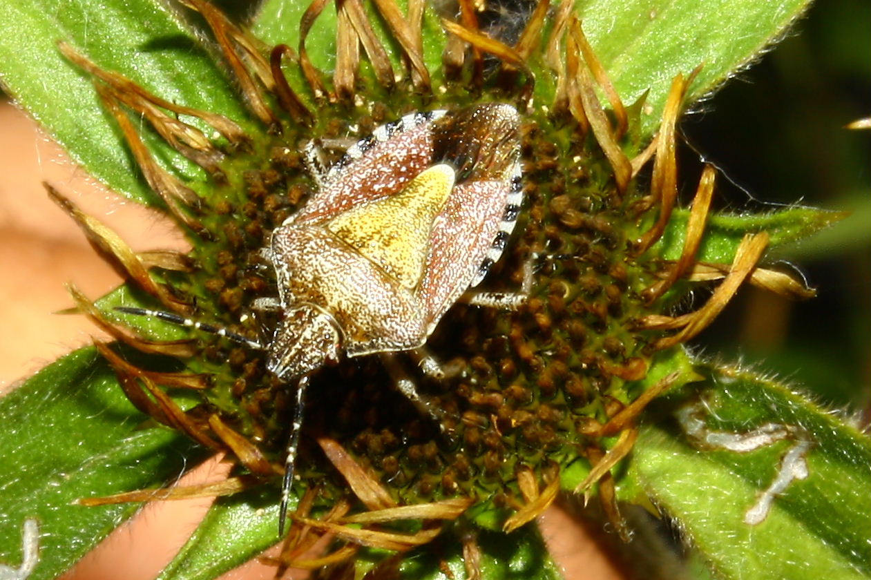 Pentatomidae: Dolycoris baccarum di Rapallo (GE)